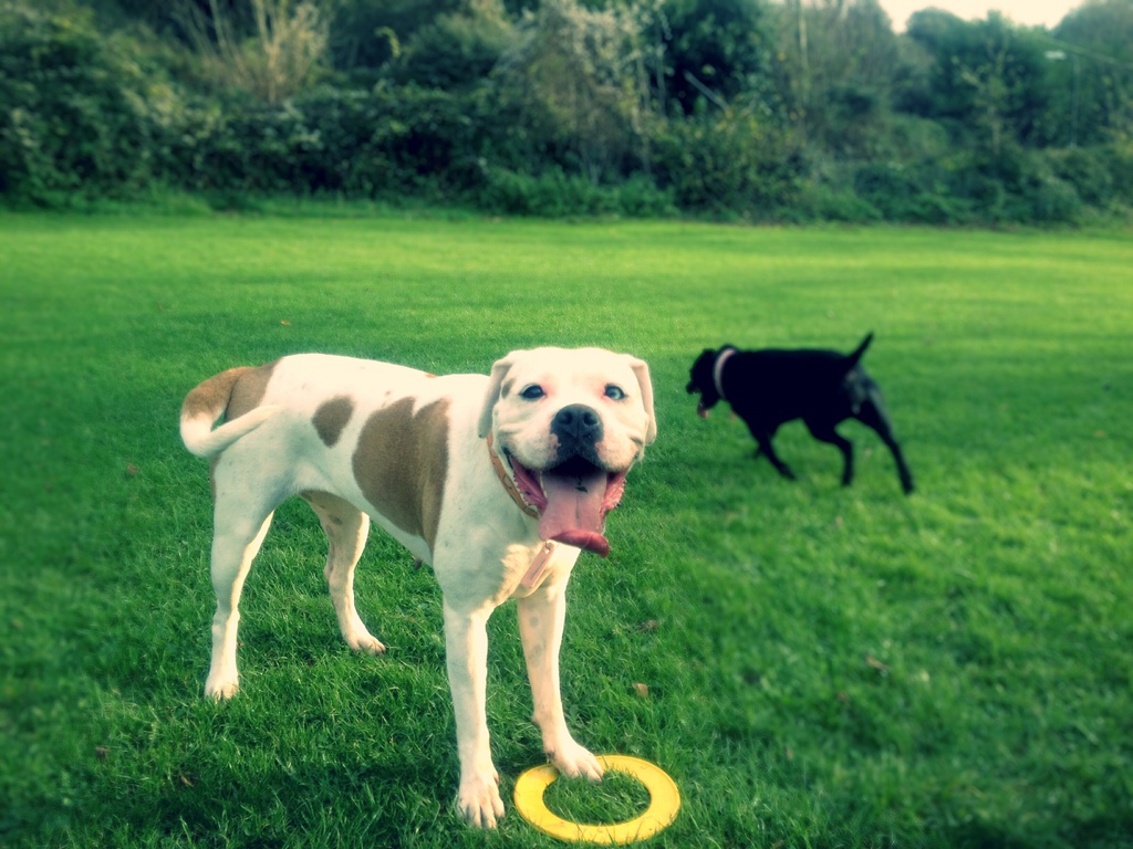 Dog Walking Services Basingstoke Dog Walking Services Basingstoke