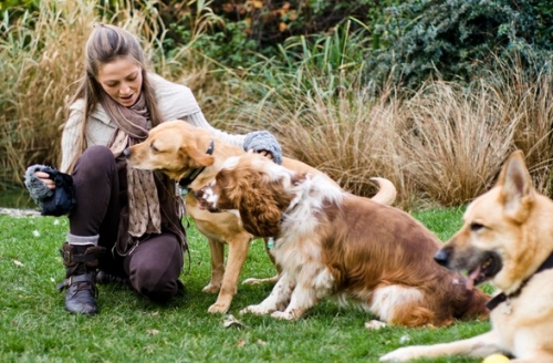 Image Result For Dog Training Classes West Midlands Image Result For Dog Training Classes West Midlands