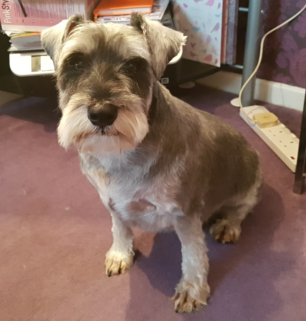 Dog Grooming Newcastl Upon Tyne Dog Grooming Newcastl Upon Tyne
