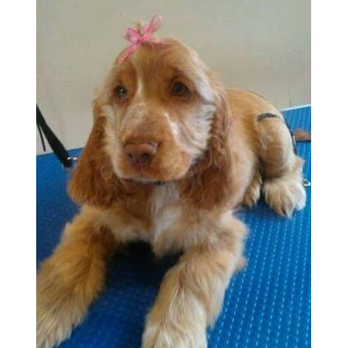 Dog Grooming Courses North West Dog Grooming Courses North West