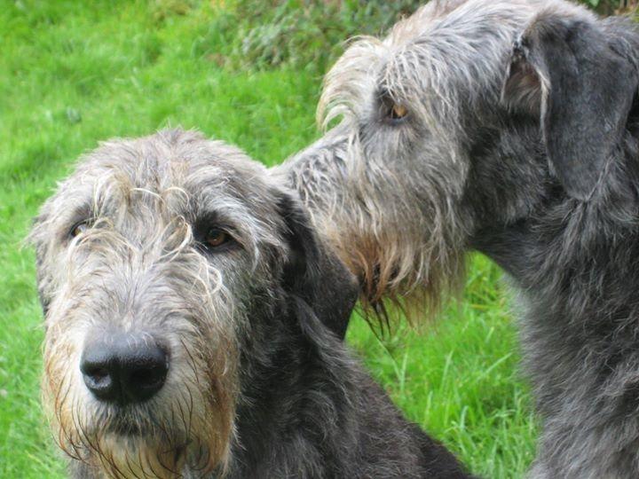Horses And Hounds Dog Grooming Horses And Hounds Dog Grooming