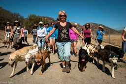 Walking a Pack of dogs