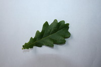 Oak Leaf Coaching and Hypnotherapy