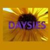 Daysies Florist Ltd