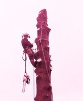 Timber Tech Tree Services