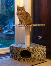 Wsb 212x274 Lily Vict 60 X 80