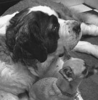Saintly Dogs