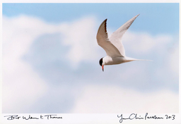 One of my images signed by BBC's Chris Packham