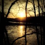 Arbutus Professional Tree Care