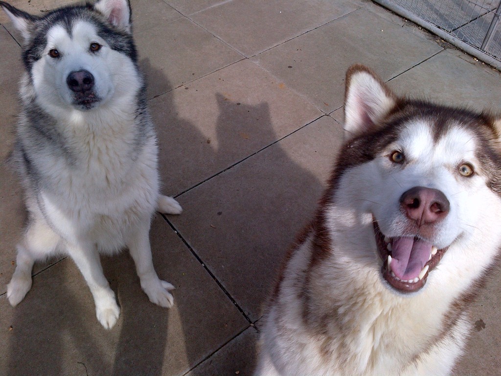 Details for Headlands Farm Kennels in Banbury Lane, Gayton, Northampton, Northamptonshire, NN7