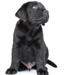 Perfect K9-dog Training School