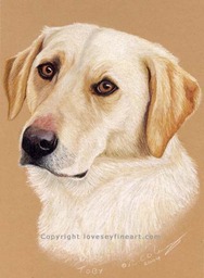 Dog Portrait