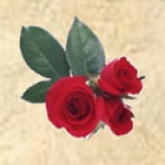 Beltinge & District Funeral Service Ltd