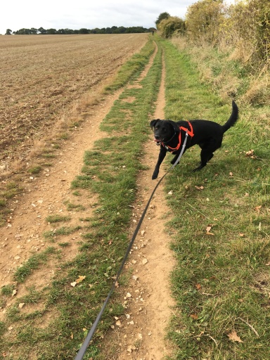 Dog walking while you are at work