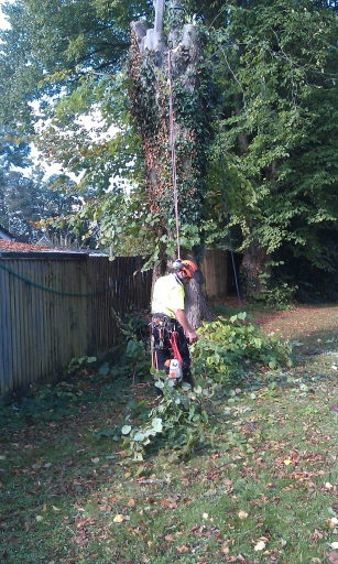 Tree pruning