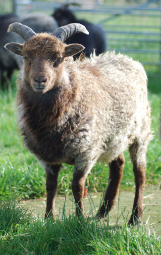 Lovely Tan North Ronaldsay Ram Lamb
