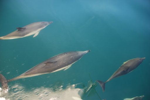 Dolphins off the Cornish coast