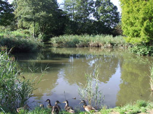a view of the Great pond next to the car park and Cafe