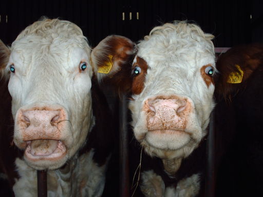We eat ,sleep &amp; drink at this Farm Restaurant Bed &amp; Breakfast in The Black Mountains