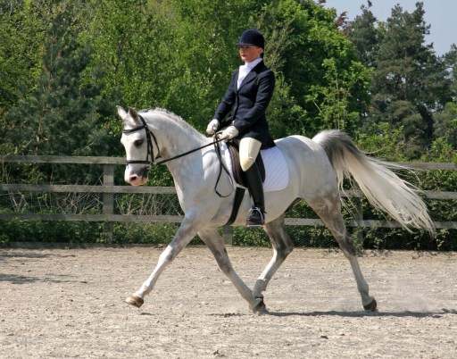 Our fabulous surface ! Great for show/dressage preparation!