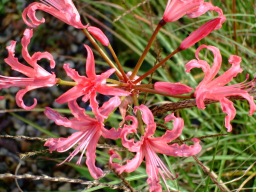 One of the many Nerines in our collection