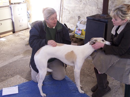 Chiropractic treatment for dogs