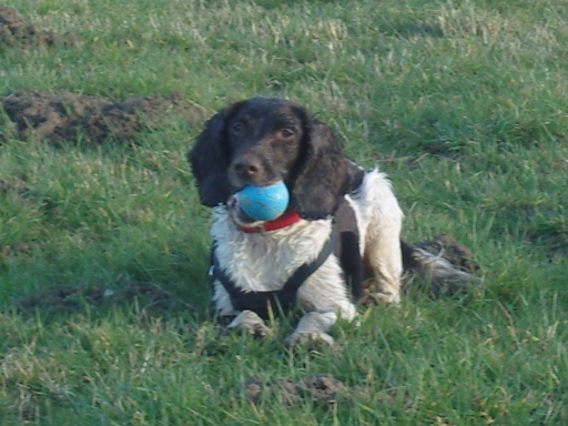 Tyke
