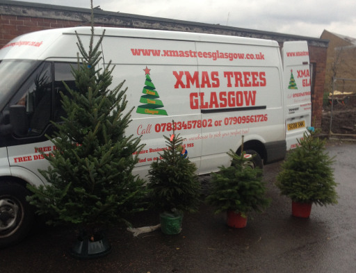 Xmas Trees Glasgow Warehouse