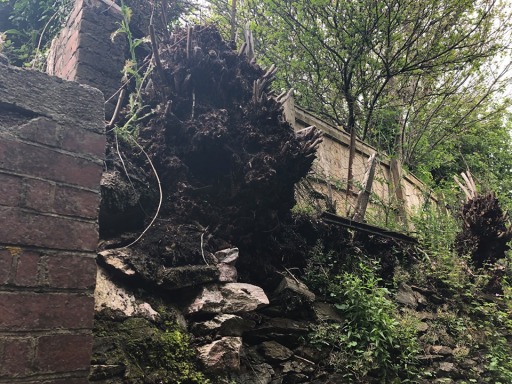 Japanese Knotweed Surveys Somerset