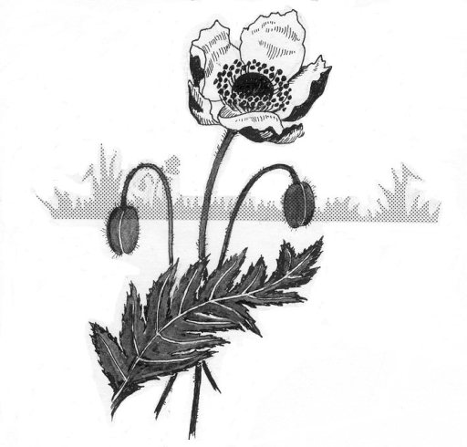 Meadowview nursery ltd