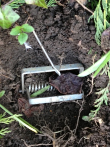 Mole control