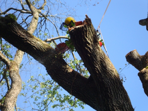 Tree Surgeon in Forres