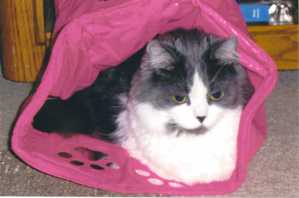 SPOT Low Cost Spay/Neuter Clinic 4403 62nd Ave N, Pinellas Park, FL, 33781