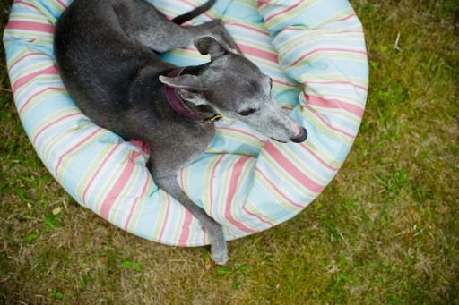stripe dog bed