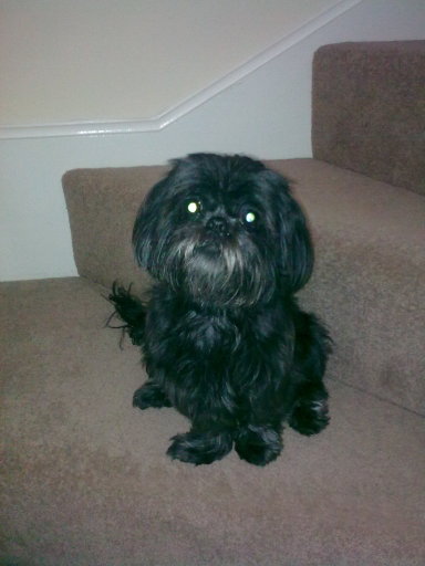 this is suzi loo loo