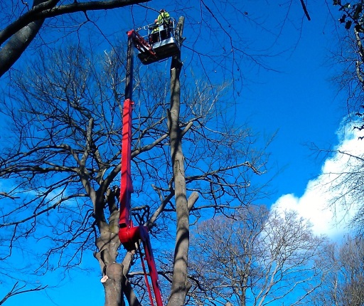 Tree removal, felling