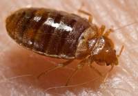 Bed Bug Pest Control and Extermination London
