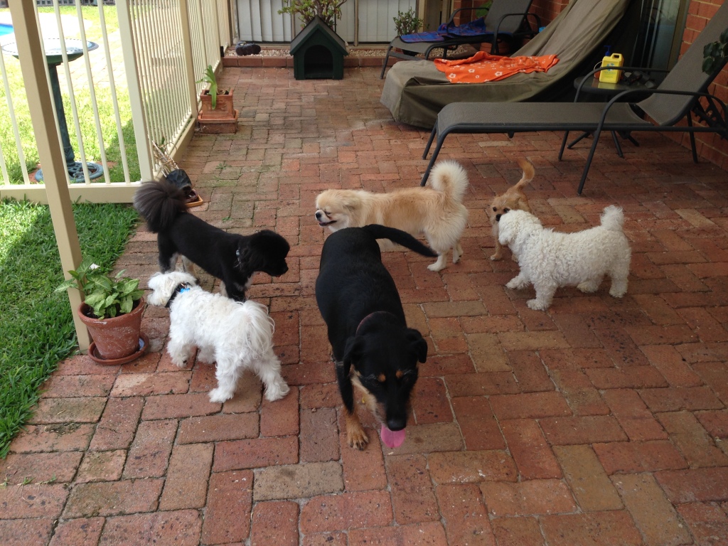 PAULA'S PET MINDING AND DOG WALKING SERVICE 2 Jabiru Rise, Ballajura, 6066