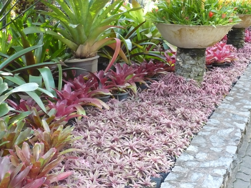 BromBasics (Wildfire Garden) YandinaCoolum Road Sunshine Coast