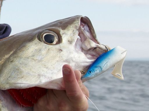 Red Gill Fishing Lures - Blue Silver MKII Pilchard