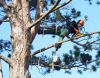 ETS Tree Surgery