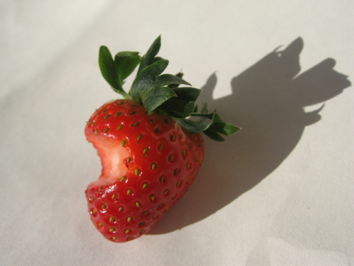 LittleBitesDiet - expert nutritional advice.