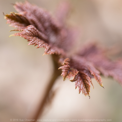 Gunnera with shallow depth of field