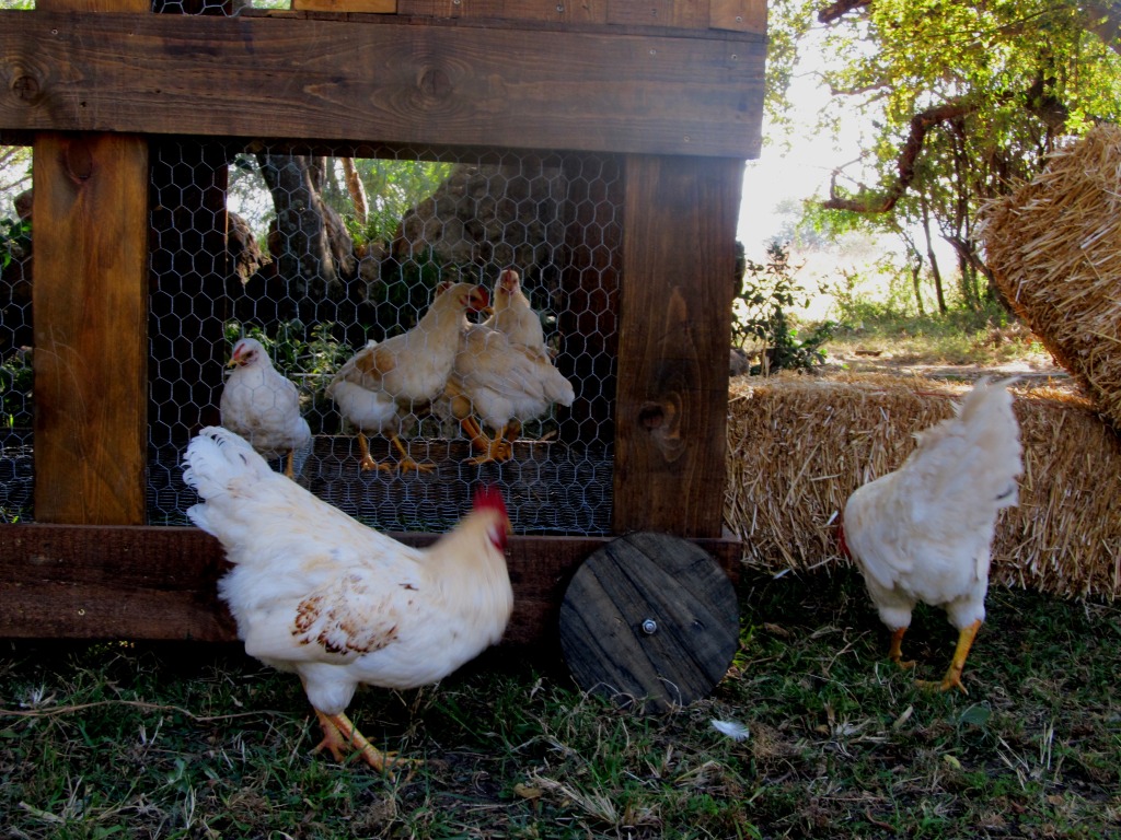 The Chicken Ranch Hills & Dales, Rhenosterspruit Nature Conservancy