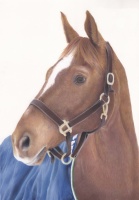 Amy Elizabeth Fine Art