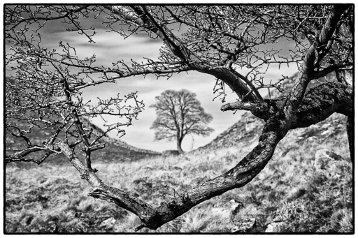 Sycamore Dip 'The Robin Hood Tree',Hadrians Wall, Northumberland.