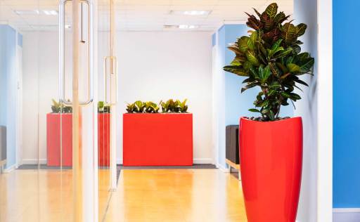 Designer Plants