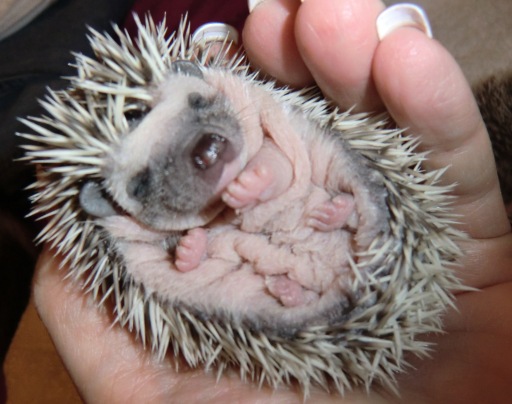 10 Days Old