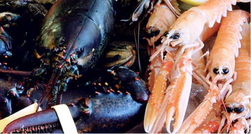Crabs and lobsters delivered daily