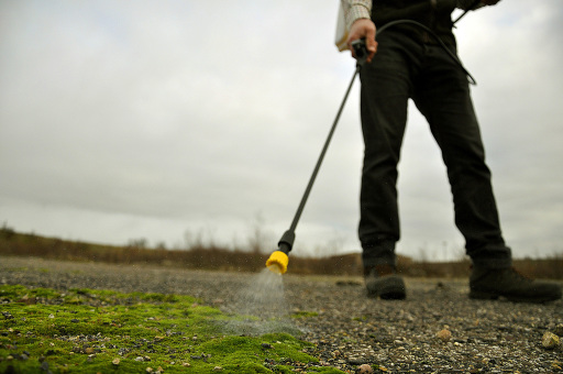 Spraying Di-Ard Moss Killer